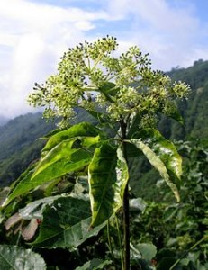 koshiabura250px-Chengiopanax_sciadophylloides_4