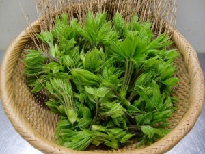 山菜の女王と呼ばれるコシアブラ