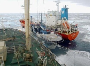 南極海で調査捕鯨船団にまた妨害 シー・シェパードの船が接触（共同通信）