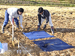 田んぼに吸着シートを張る作業を実施するクラレの社員