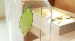 leaf00ef43248b72f23207ece6bc54165f81