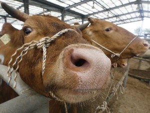 韓国で飼育されている食用牛。韓国では現在、狂牛病への不安から、アメリカ産牛肉の輸入禁止再開を求める声が上がっている。