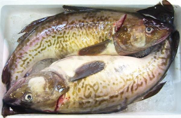 鍋には欠かせないのだけれどねえ