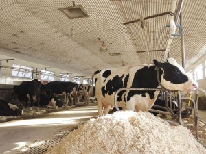 牛は涼しい気候を好むため、牛乳は温暖化の影響を受ける農産物の一つに数えられる。