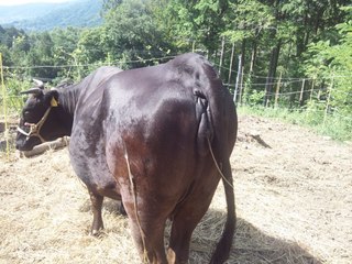 山梨県で飼育されている福島飯舘の黒毛和牛。元気だよ
