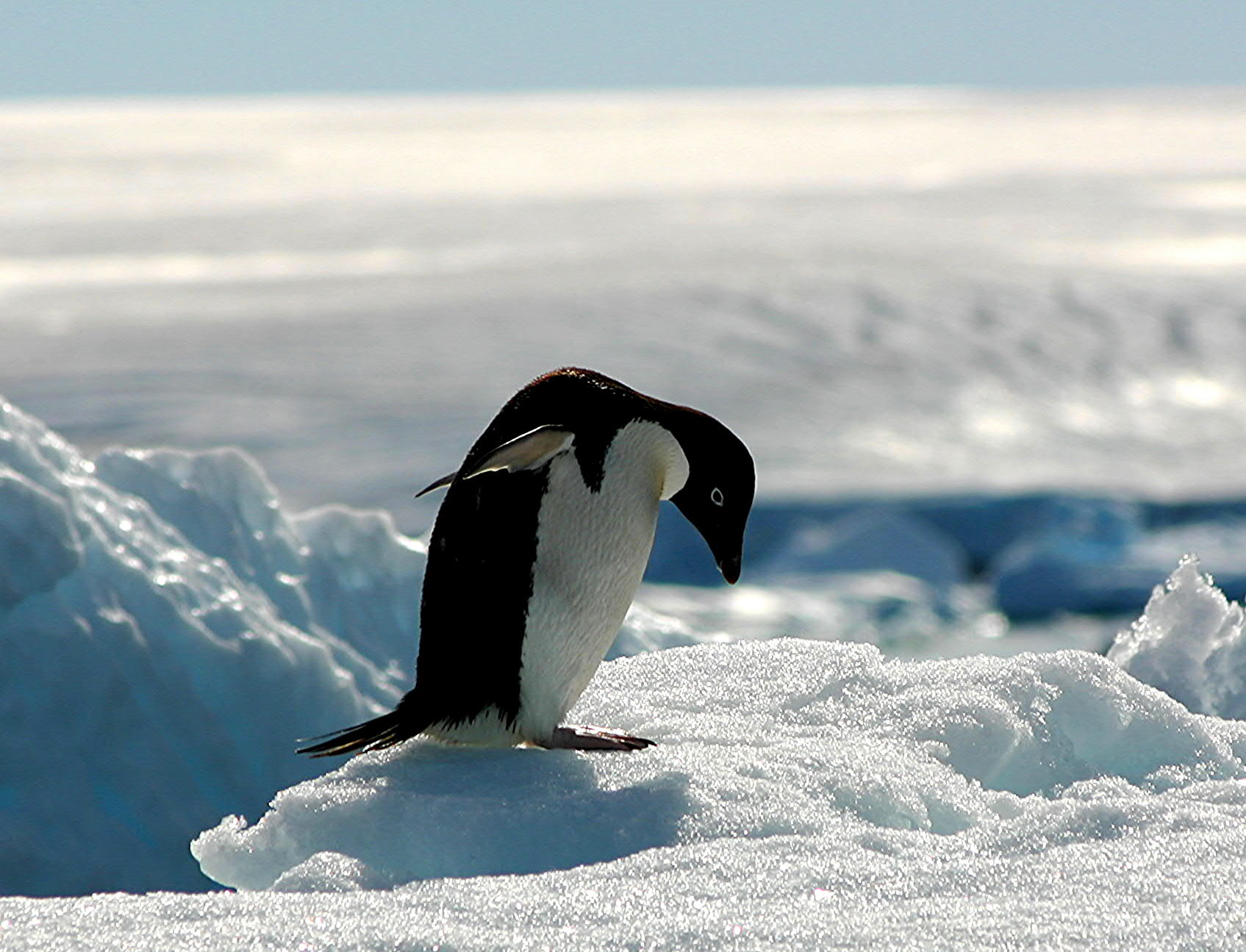南極にたたずむペンギン、少しつらそう