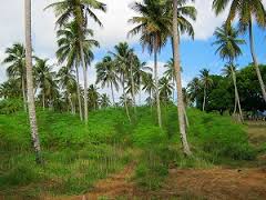 松並木の代わりに、ﾔｼ並木が各地で広がるということか？