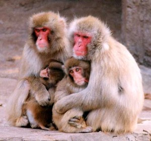 若い猿ほど、影響が大きい