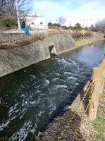 シアン化合物が一時検出された流域下水道左岸処理場の放流口付近＝小田原市西酒匂の鬼柳排水路