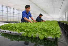 大川中跡地に整備された水耕栽培の工場で順調に生育する葉物野菜