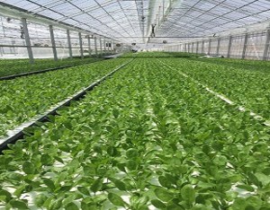 orixrk_150721_orix01