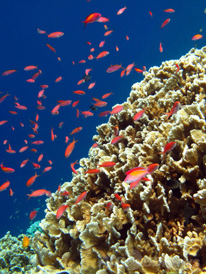 サンゴの合間を泳ぐ魚たち