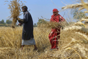 パキスタン郊外のラホールで小麦を収穫する農民