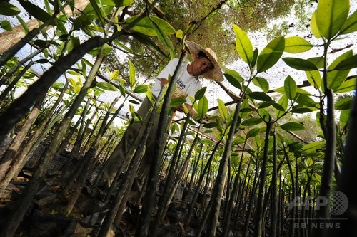 フィリピイン・ミンダナオ島で植林競争用の苗を調べる担当者