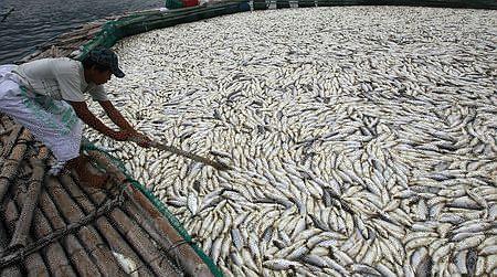 突然の気候変動とみられる原因で死んだ大量の魚（１１年５月２９日、フィリピン・タリサイ）