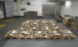 １０月２１日、香港の税関当局は、アフリカから密輸された象牙や装飾品約２６７０万香港ドル（約２億７０００万円）相当を押収したと発表した。提供写真（２０１２年　ロイター／overnment Information Services Department）