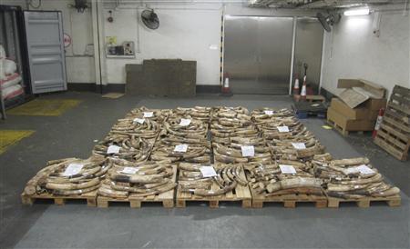 １０月２１日、香港の税関当局は、アフリカから密輸された象牙や装飾品約２６７０万香港ドル（約２億７０００万円）相当を押収したと発表した。提供写真（２０１２年　ロイター／overnment Information Services Department）