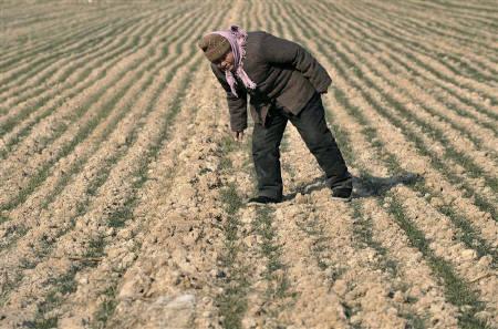 　２月８日、国連食糧農業機関は中国北部の穀倉地帯が干ばつに見舞われていることで、同国の小麦生産がリスクにさらされる恐れがあると警告した。写真は2011年１月３０日、中国山東省の麦畑で