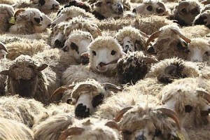 家畜市場で売りに出されているヒツジの群れ（１１年１１月５日、ヨルダン・アンマン）