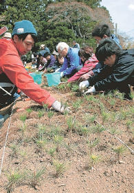 松の苗木を畑に植え付ける学生ボランティアら