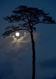 満月に照らされ、シルエットが浮かび上がった「奇跡の一本松」＝３１日夜、岩手県陸前高田市