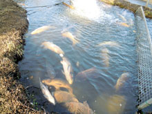 大量の魚が死んだ、さいたま水族館の庭池＝２３日午前、羽生市（さいたま水族館提供）