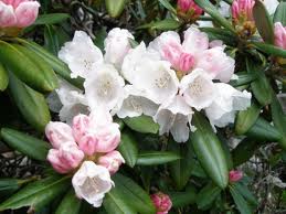 シャクナゲは福島県の花