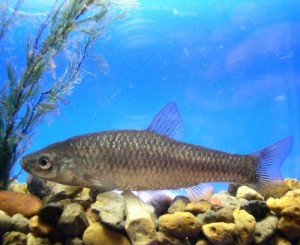 shinaimotugoyume161_2