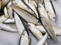 シラスには罪はない。罪があるのは・・・