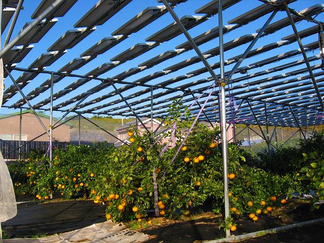 太陽光パネルの下で果樹を栽培することも可能