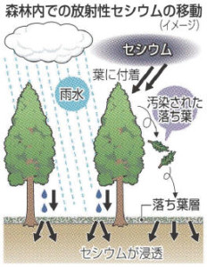 sugibayashi20131216025je