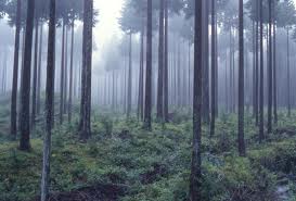 杉林の除染はまず不可能