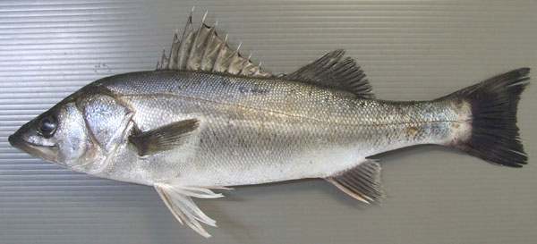 大型の魚類ほど放射能の蓄積が進む