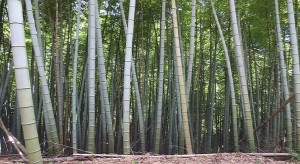 take29b122fe75865b8564a23bce912917ed