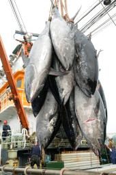 現在の漁獲量が過剰だとされた太平洋クロマグロ＝６月、鳥取県の境港