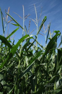 toumorokoshiimg_5416357a2e5ae2346238ccad7ed98746242817