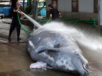 whale001372acd73d0d705d740b