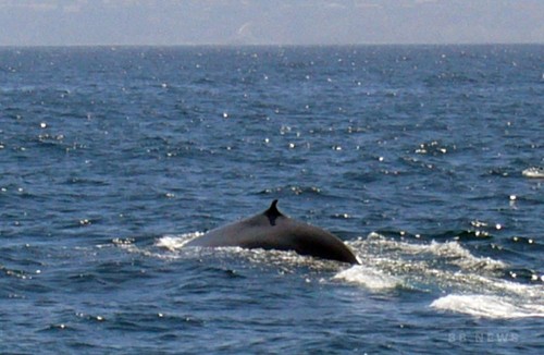 海峡を泳ぐシロナガスクジラ