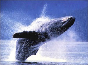 whalesbreach02
