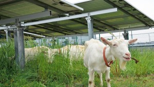 yagiAS20150518003319_comm